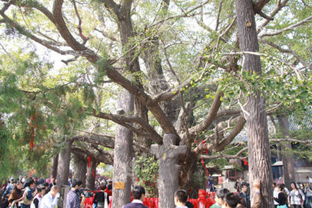 山东一株银杏 树龄3700年胸围15.83米 被称“天下银杏第一树”！