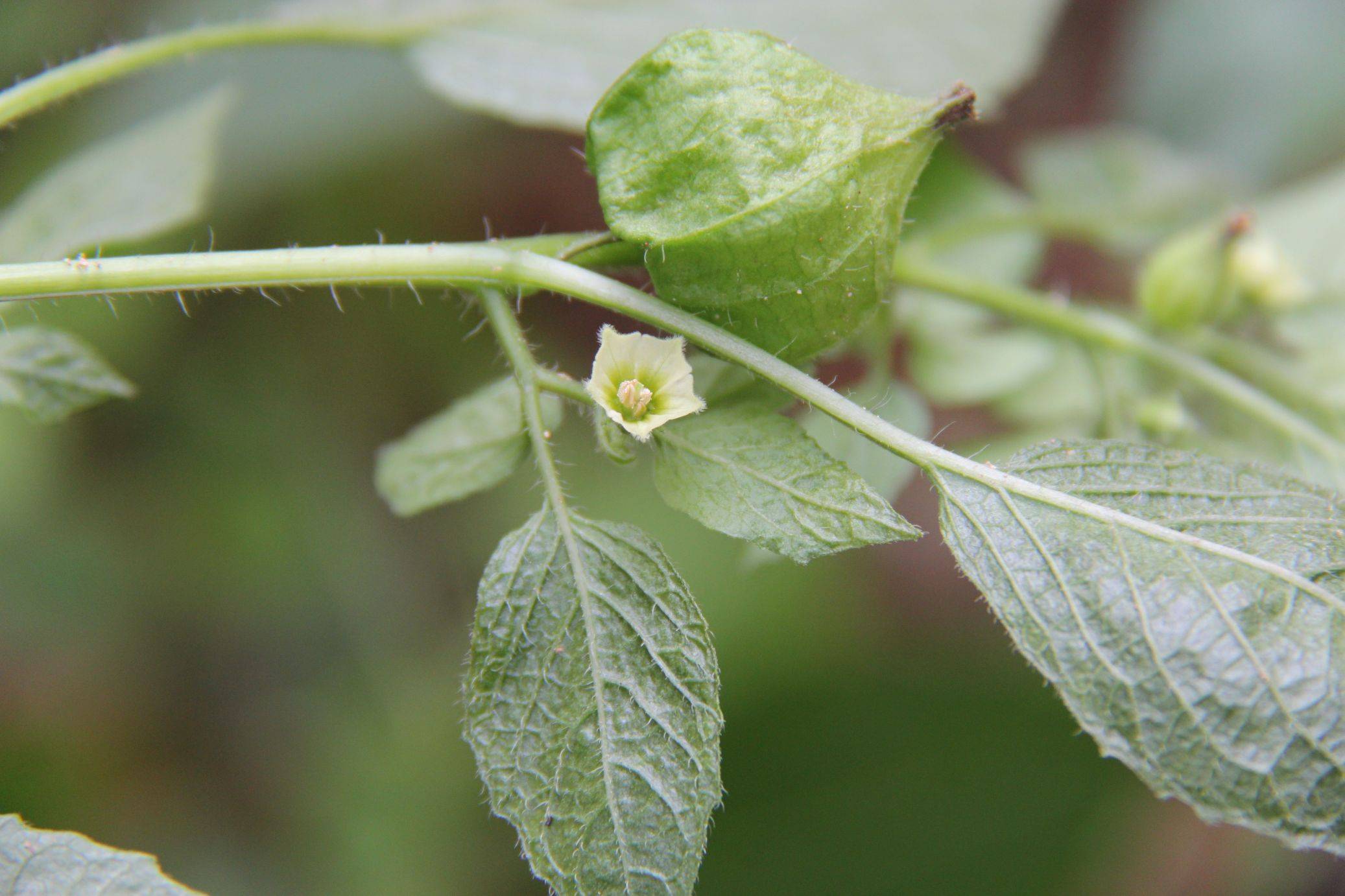 庆元植物1376茄科酸浆属小酸浆毛苦蘵