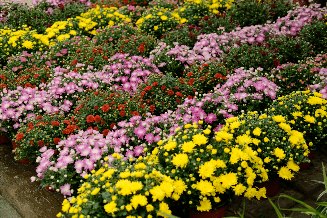 绿植花卉批发市场(附近植物盆栽批发市场)