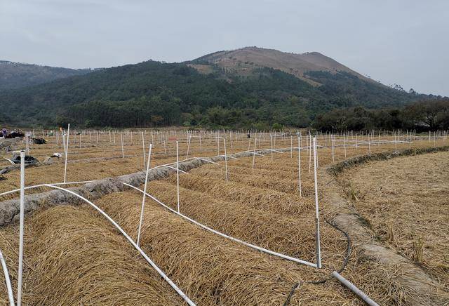 种植基地负责人了解到,如果发展2000亩以上赤松茸等各种珍稀食用菌