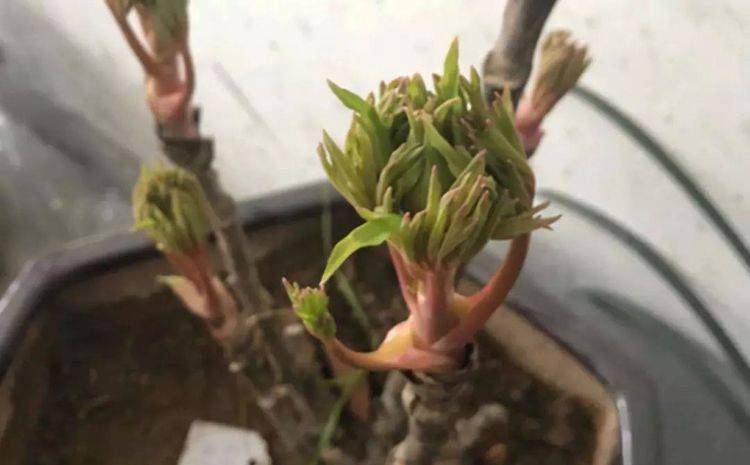 秋季观赏牡丹如何嫁接看着容易其实不简单