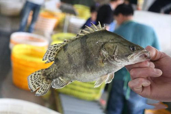 特产早知道——黄龙鳜鱼_养殖