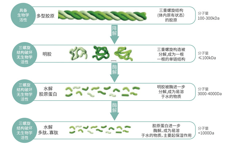 胶原蛋白都是噱头?不,这款精华拒绝伪概念