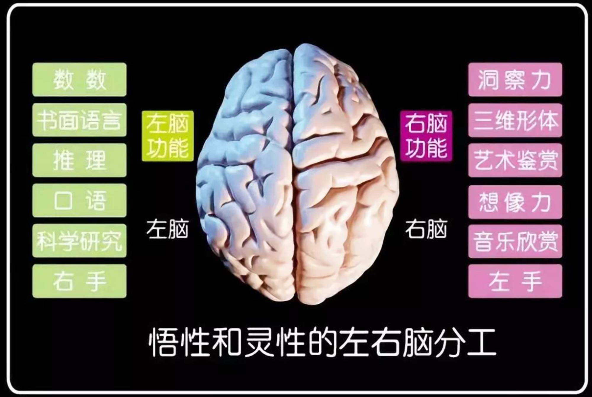 原创哈佛研究右脑是儿童大脑发育的重点但接近80的家长弄错了