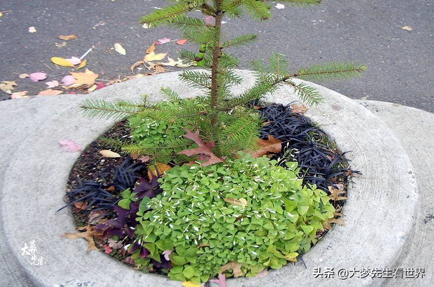 世界上面积最小公园小到只能种下一棵树40年被偷了上百次