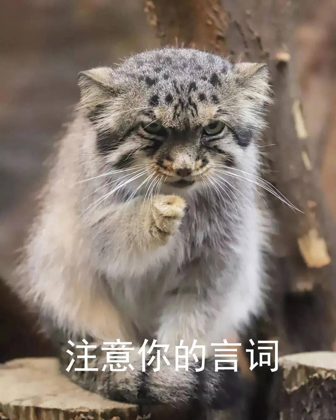 原创内蒙餐馆逮到一只小猫贼民警一看牢底坐穿兽