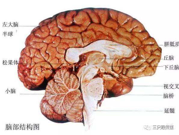 松果体冠状面图片