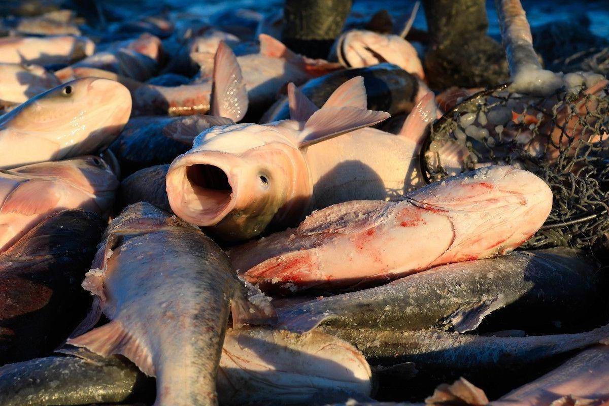 查干湖冬捕,头鱼拍出三百万,火爆与争议并存,其中是非究竟如何