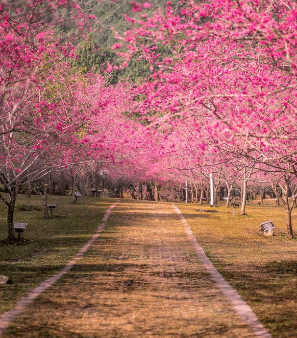 2021全台赏樱台湾樱花17大景点懒人包满开日期预测交通地址一次整理完