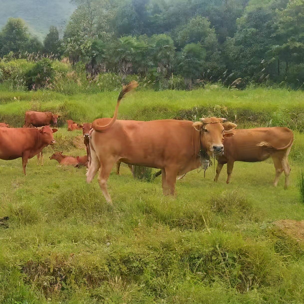 听说这头牛在四合院家香下田是好手上桌更是能手
