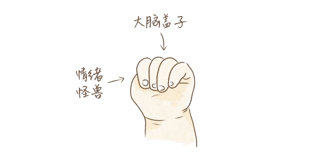 当我们平静时,大拇指放在手心里握成拳头,″大脑盖子″是合上的,情绪