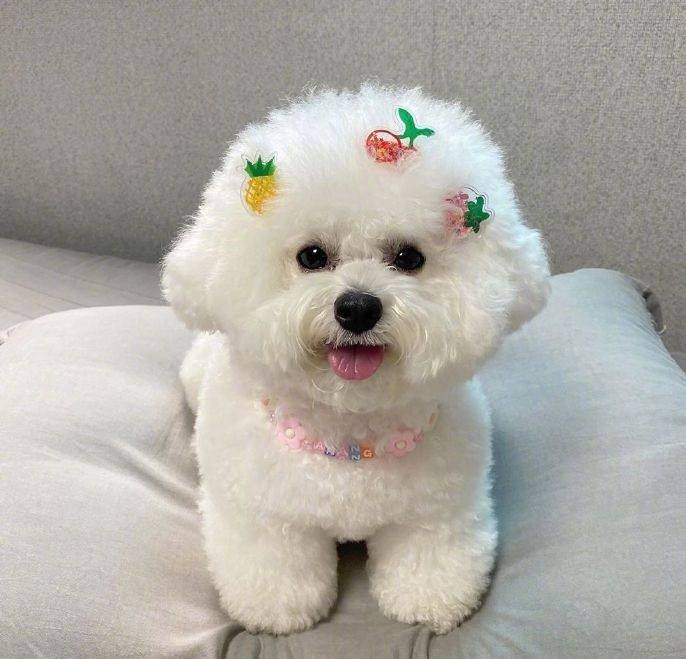 奶萌奶萌的比熊太可爱了心都萌化了