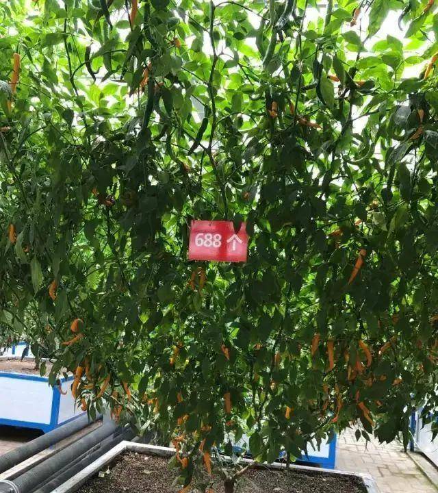 3米高"辣椒树王"一年四季可采,这是要成精的节奏啊_杨意红