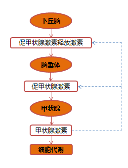 下丘脑分泌促甲状腺激素释放激素,作用于脑垂体,使脑垂体分泌促甲状腺