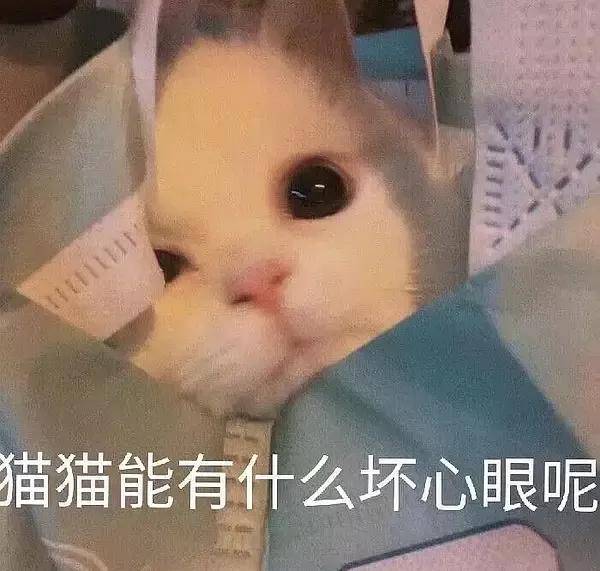 猫猫有什么坏心眼呢 是个什么梗 网络