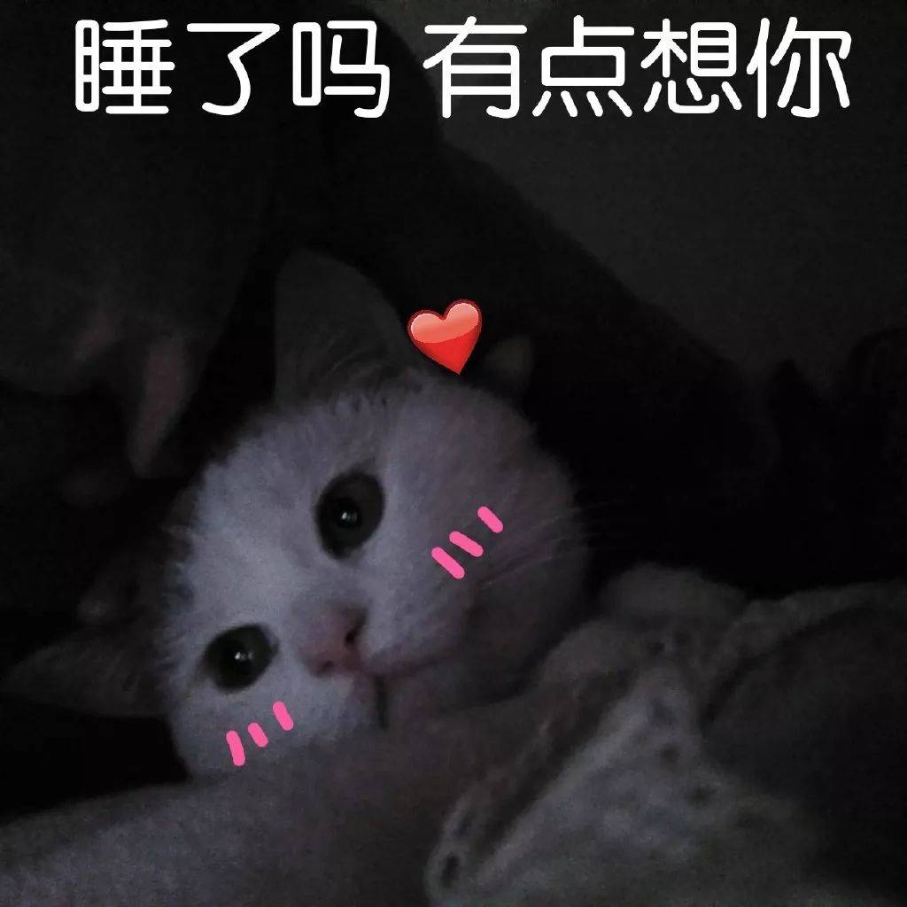 猫咪表情包投降投降我投降