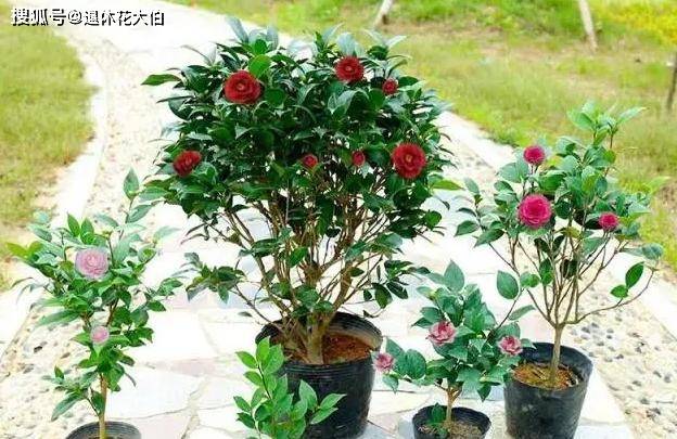 盆栽花卉养殖大全 967fe2ba73d44a6c9816810288e13d3d.jpeg