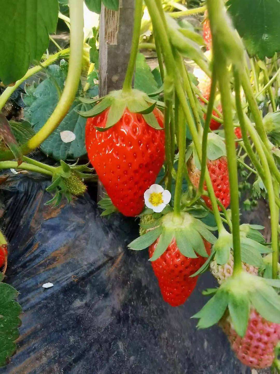 济南周边草莓采摘旺季，收获寒冬里的一抹鲜灵儿