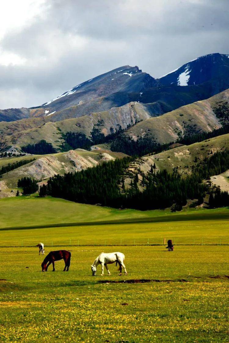 夏天,新疆的草原进入了最美的季节