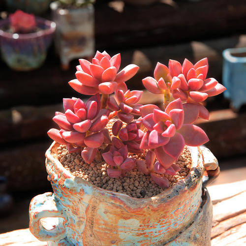 新手养不好多肉 不妨试试姬胧月 好养护上色美 长成群生小老桩 花友