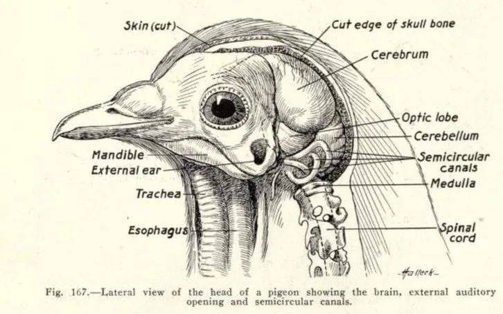 可是,一只没有头的公鸡如何进食饮水呢?难道这些行为不需要大脑?