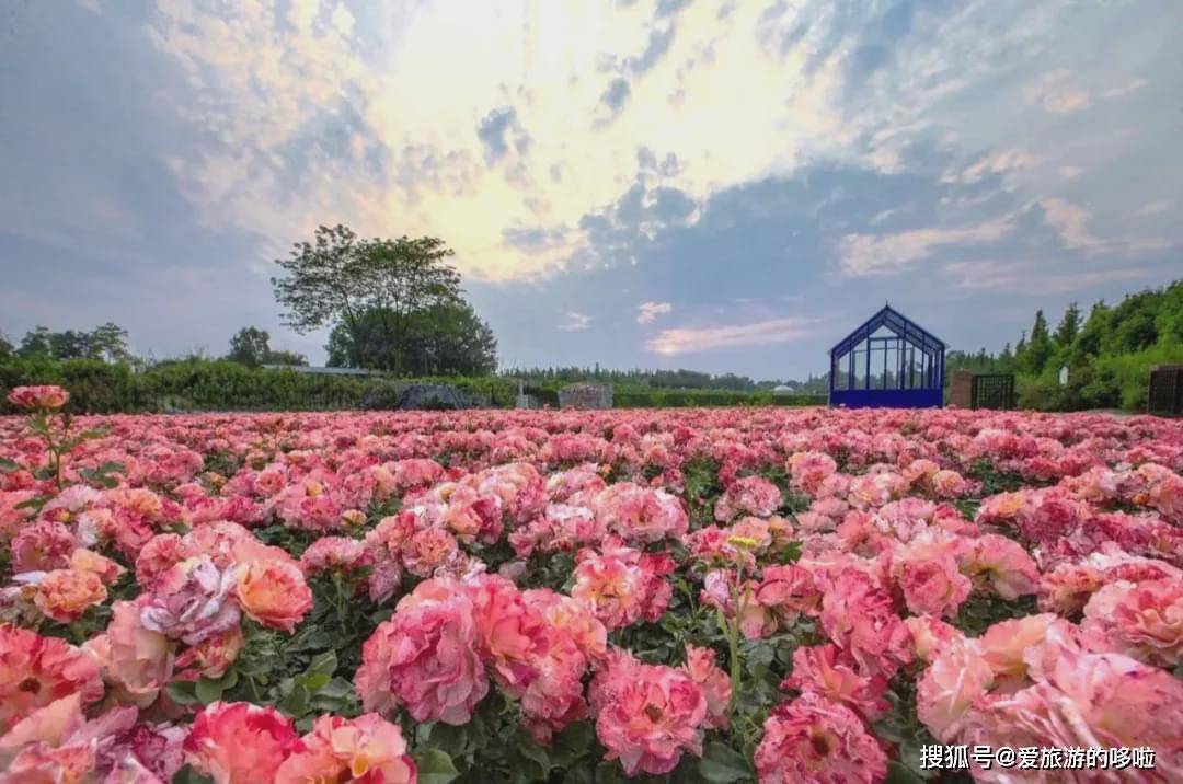 在成都遇见世界——发现天府之国的异国风情!
