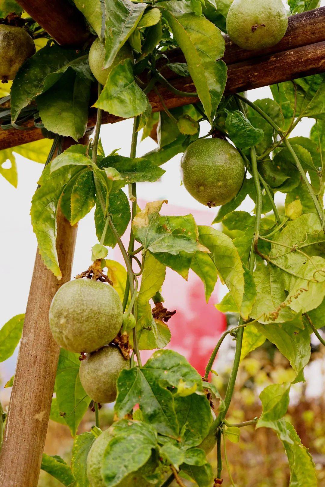 百香果已慢慢成熟，喜欢吃百香果的可以去采摘啦~好喝的百香果汁做起来！