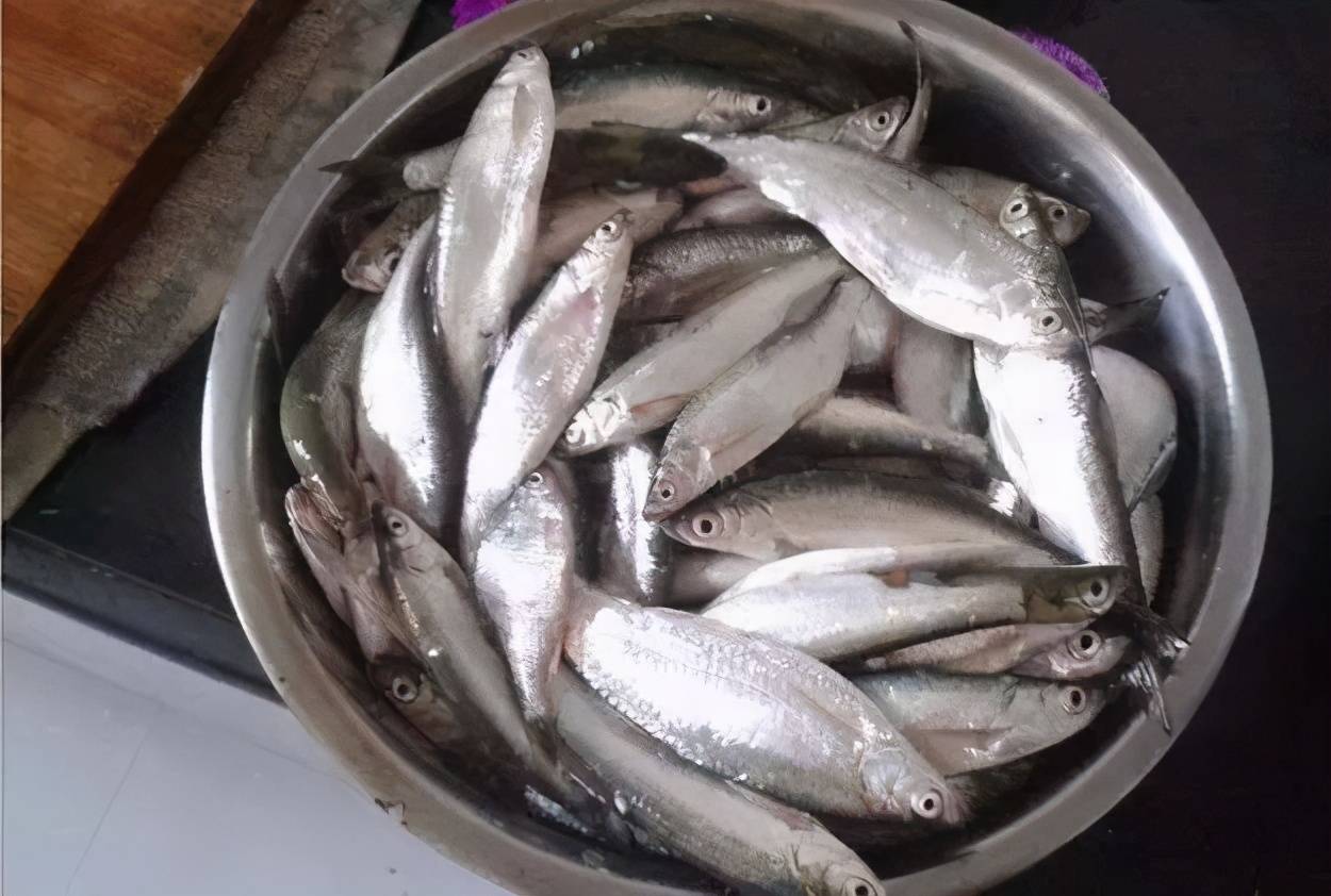 水中小流氓,鱼中搅屎棍,白条就得这么钓