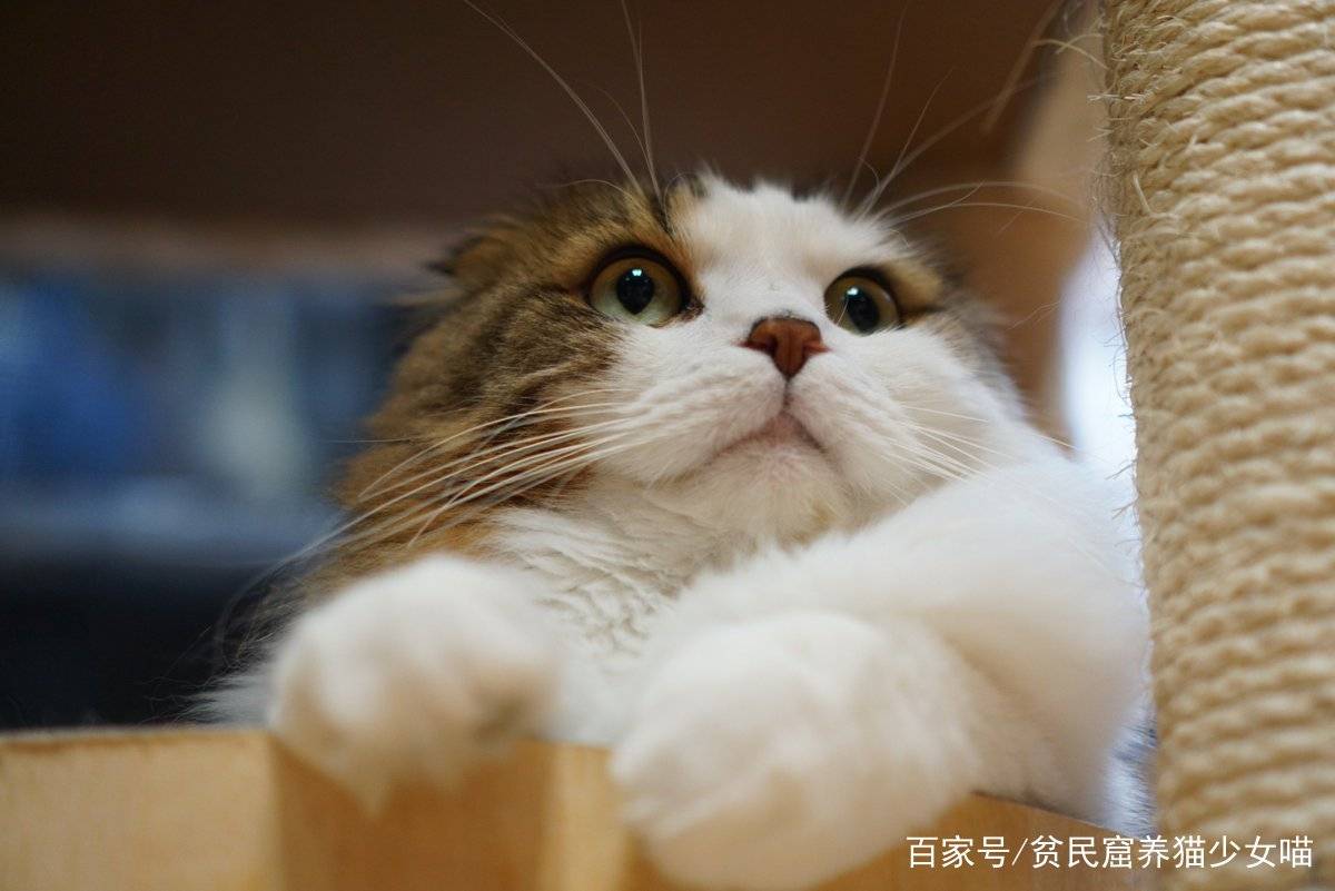 原创优雅的猫咪吃饭需要铲屎官系上围嘴生活需要仪式感