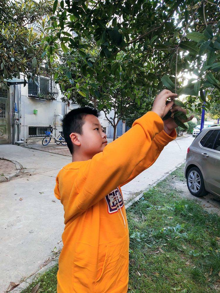 张翊新诗 桂花酿 河南青作协 中国诗歌学会