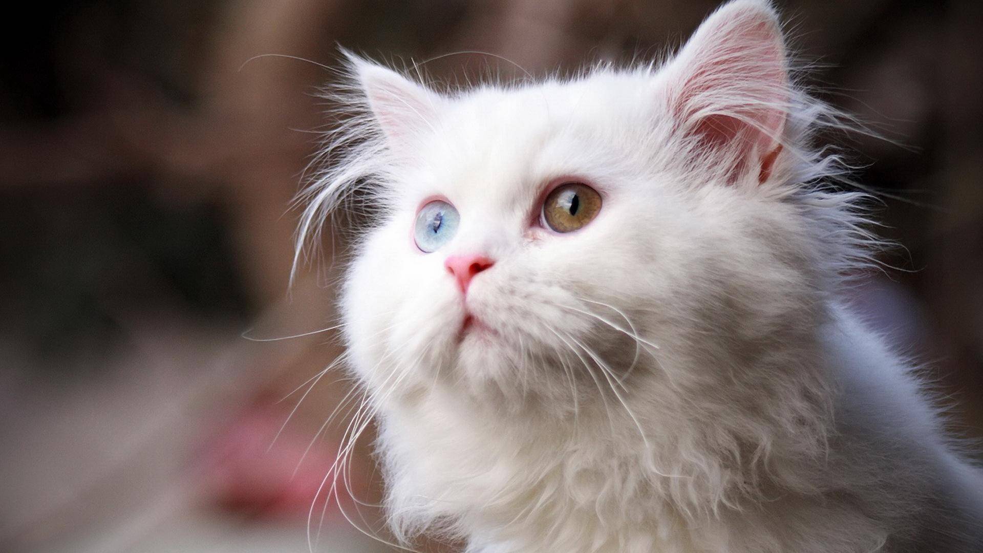 2021年脱单率最高的四大星座