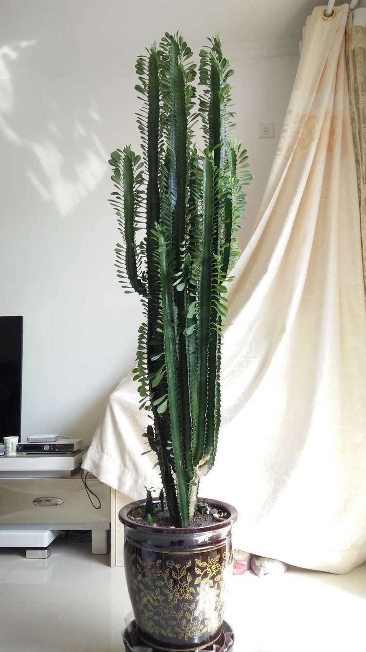 原创龙骨怎么养看看我的龙骨都养成了树都夸我养得好