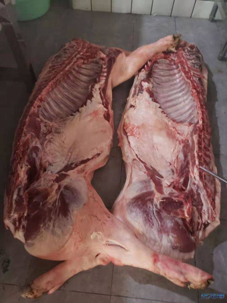 土豪老婆一时冲动,在肉联厂买了一整头猪搬回家!_手机搜狐网