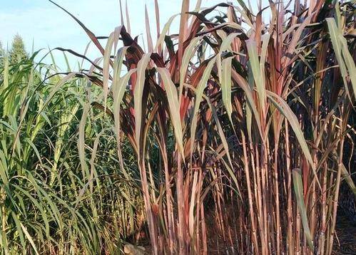 红象草,又是一款高产牧草,饲养经济价值如何?和其它牧草的区别