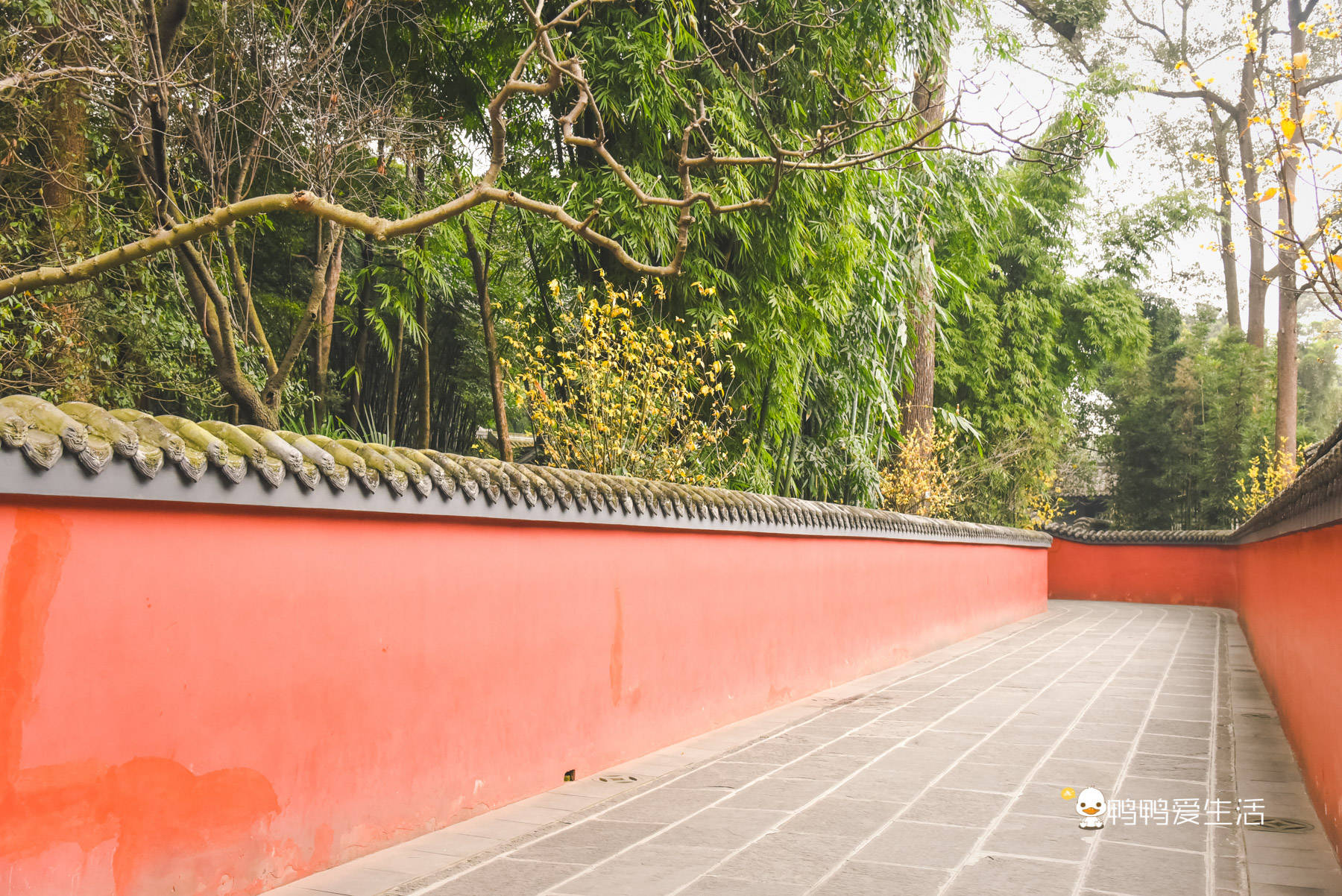 走進成都杜甫草堂,遊雅園賞古韻緬懷詩聖,拍照打卡好去處!