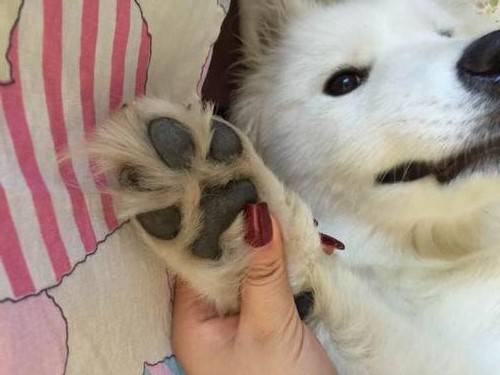 【养宠小知识】狗狗脚垫受伤怎么办?狗肉垫受伤多久恢复