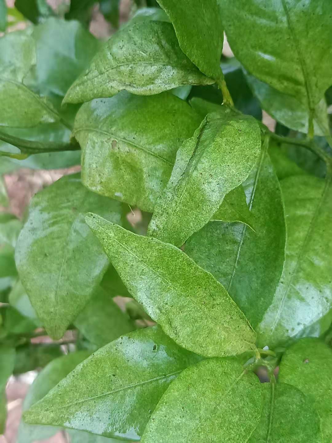 柑橘红蜘蛛用什么药能杀死掉(柑橘上红蜘蛛用什么药)