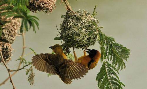 世界上最大的鸟巢，重达1吨有着百年历史，就在非洲的一棵树上