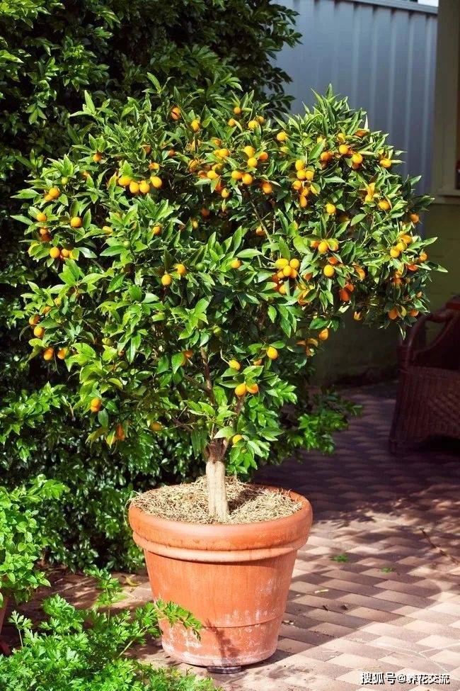 三种不同的观赏橘 金桔 四季桔和砂糖桔 为啥容易掉果实 盆栽