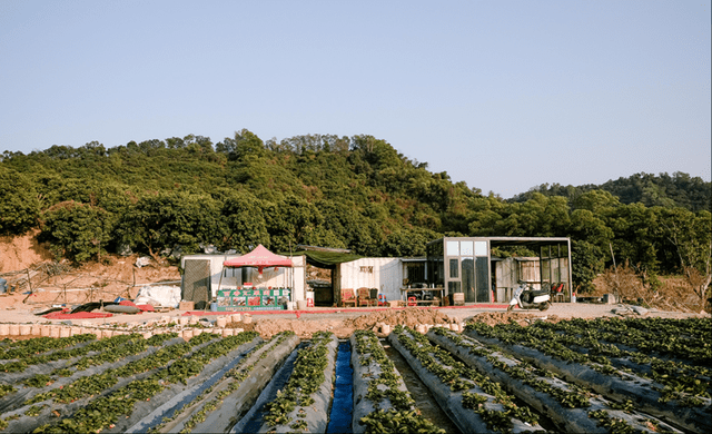深圳摘草莓指南留深过年的同学注意啦放假不怕没地儿去了