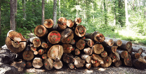 泓森槐能源林的应用