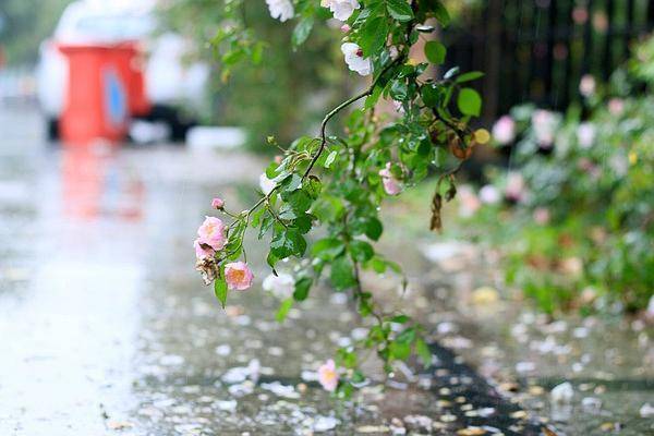 余秀华的新诗 雨蔷薇 诗中只有淡淡的悲伤 写得水平如何 小节