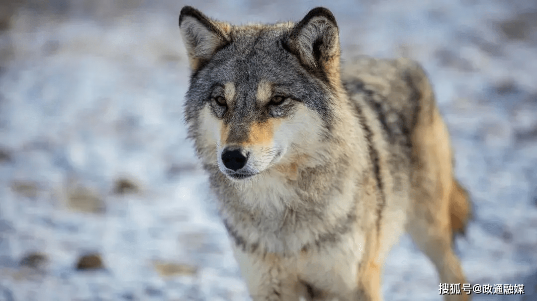 草原狼,丛林狼,也有号称西伯利亚狼的黑狼以及蒙古狼,且具有《国家
