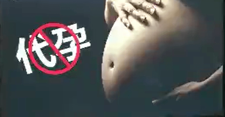女记者卧底调查，揭秘地下代孕黑色利益链