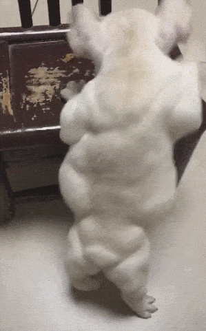 狗狗一身的腱子肉，找不出一塊肥肉，鬼知道狗經歷了什麼？ 萌趣萌寵 第6张
