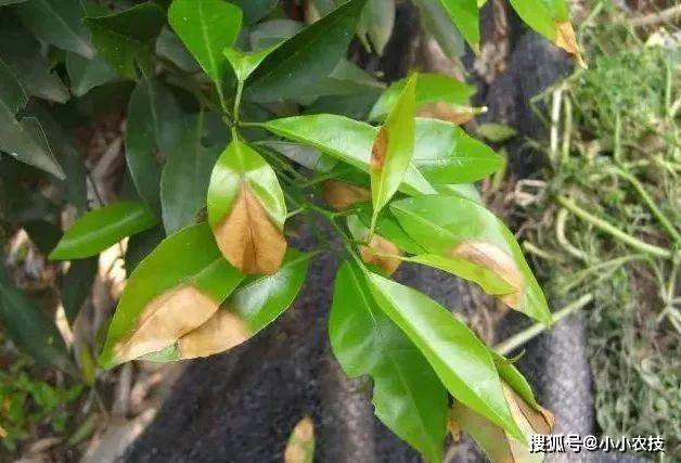 怎么种橘子树的教程 18980163d0424a0ea667175e939133fb.jpeg