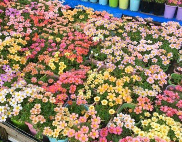 4种花适合养客厅 4d6c70069ffc40b19795b5fcd2185514.jpeg