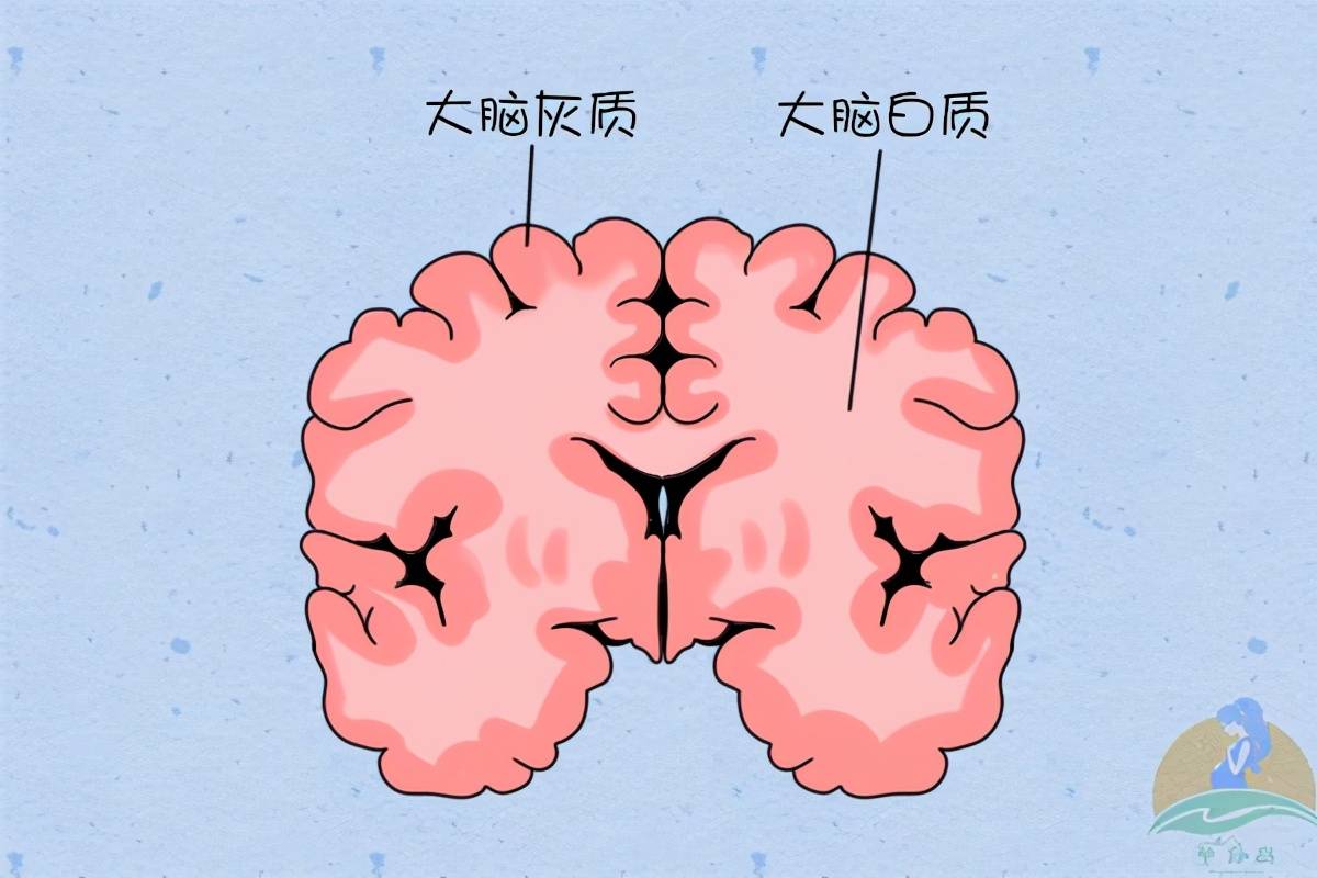 "一孕傻三年"是真的吗?专业研究表明,不是迷信确有一定道理