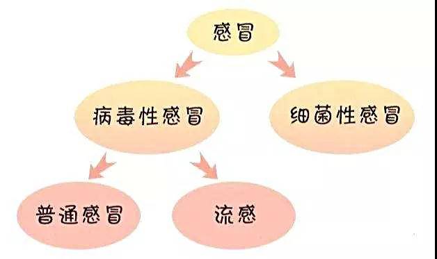 思鸿教育升班小知识:教师资格证笔试生物学科病毒与细菌