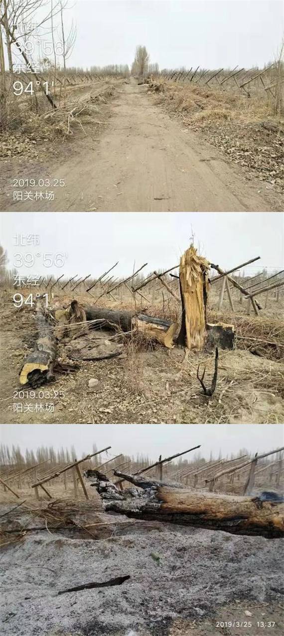 防护林被毁图片